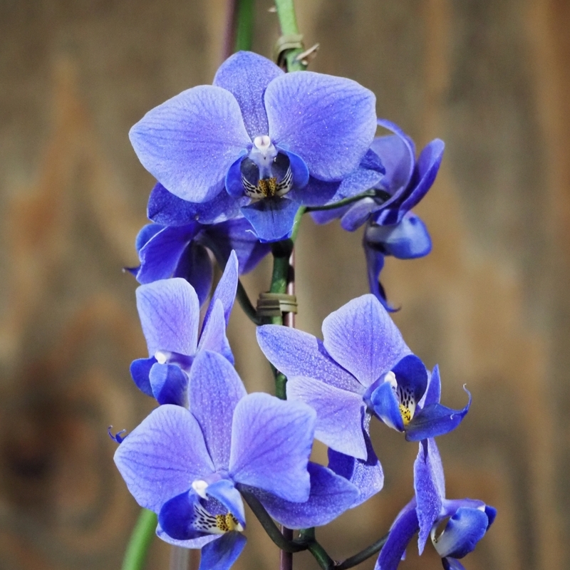 青・紫：サムシングブルー