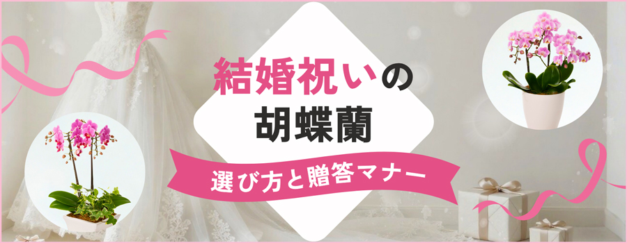 結婚祝いの胡蝶蘭