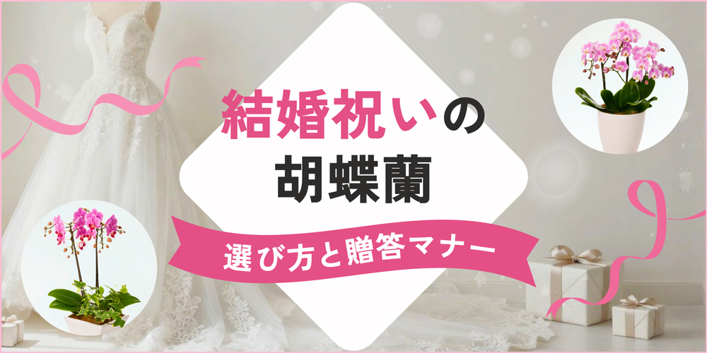 結婚祝いに贈る胡蝶蘭｜関係性に合わせた選び方と贈答マナー