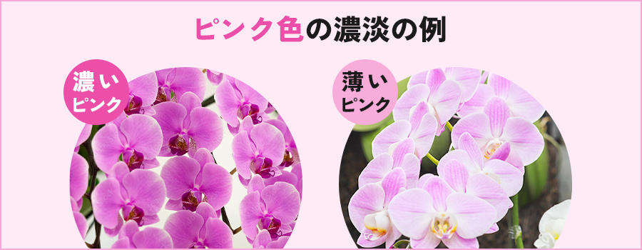 ピンク色の濃淡の例