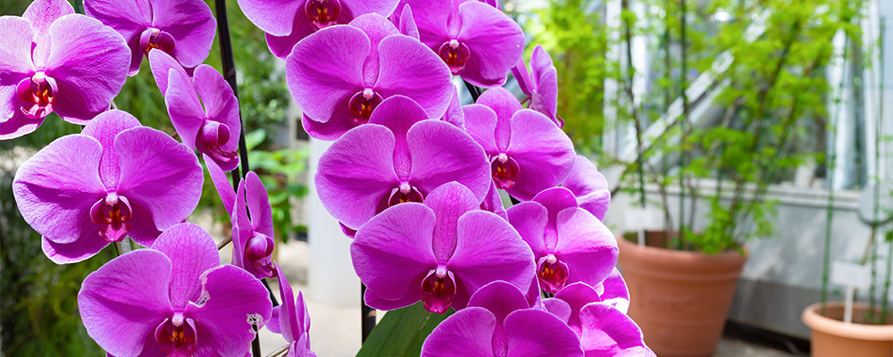 ピンクの大輪胡蝶蘭