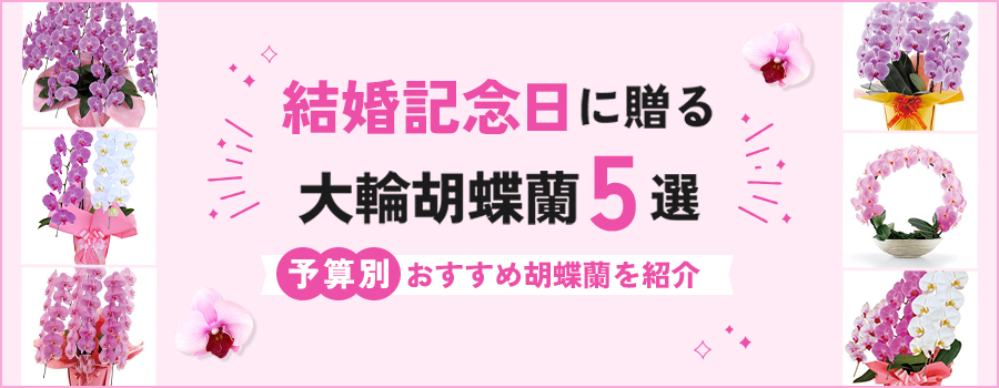 結婚記念日に贈る大輪胡蝶蘭5選