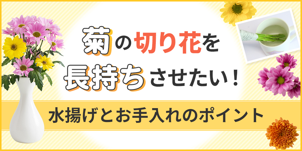 菊の切り花を長持ちさせるには？水揚げ・お手入れ方法を徹底解説！
