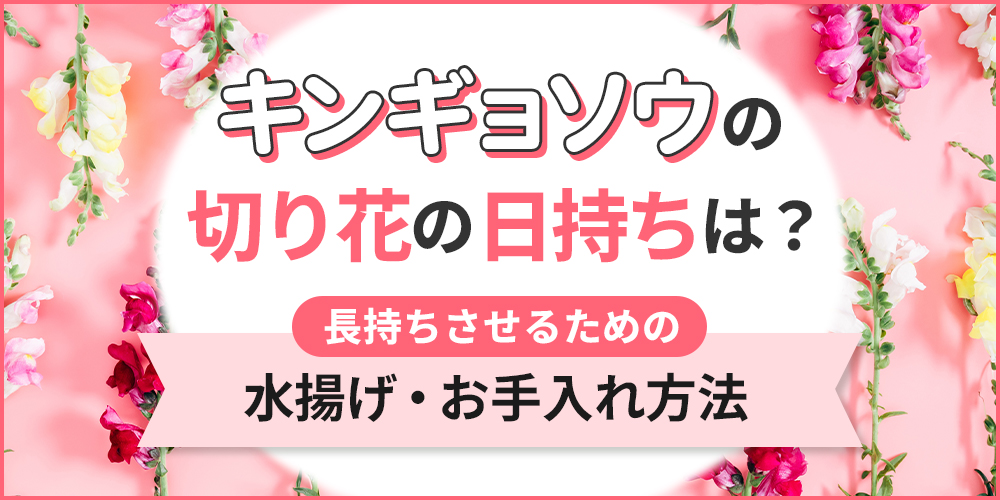 キンギョソウ（スナップ）の切り花の日持ちはどのくらい？長持ちさせるための水揚げ・お手入れ方法