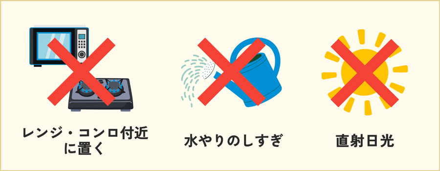 キッチンに飾ったミディ・ミニ胡蝶蘭を長く楽しむ！置き場所やお手入れの注意点