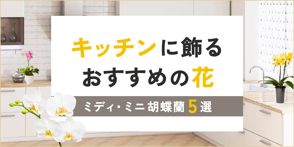 キッチンに花を飾るメリットとは？飾りやすいミディ・ミニ胡蝶蘭5選を紹介！