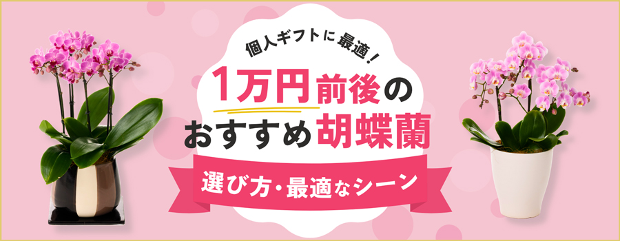 個人ギフトに最適！1万円前後のおすすめ胡蝶蘭