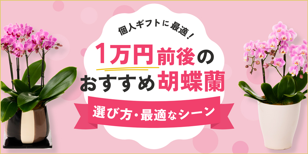 予算1万円前後で購入できる胡蝶蘭｜選び方・最適なシーンと贈る際の