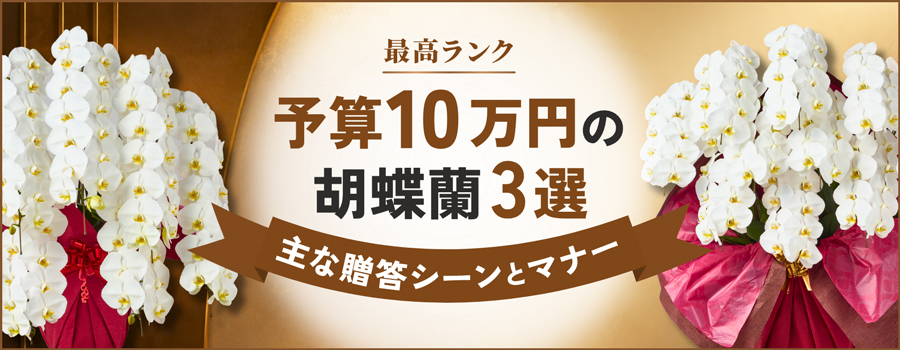 予算10万円の胡蝶蘭3選