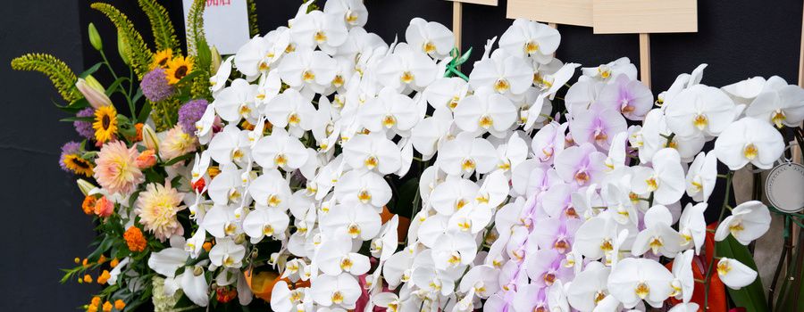 15,000円～2万円以内の胡蝶蘭の選び方