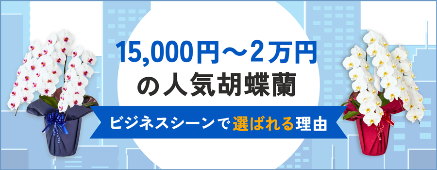 15000円～2万円の人気胡蝶蘭