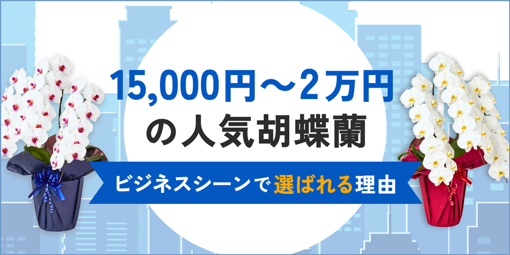 予算15,000円～2万円で胡蝶蘭をお探しの方へ｜人気TOP5とビジネスシーンでの選び方