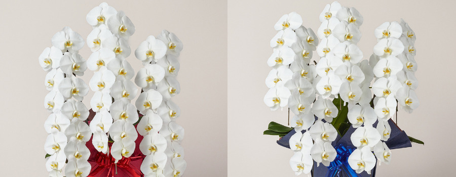 3万円前後なら「3本立ち」と「5本立ち」どちらがいい？