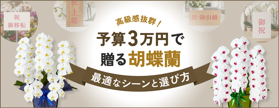 予算3万円で贈る胡蝶蘭