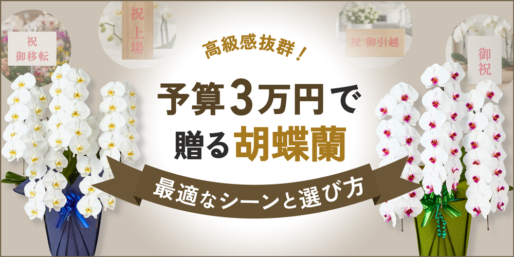 予算3万円で選ぶ胡蝶蘭｜最適な贈答シーン・選び方とマナーを完全解説