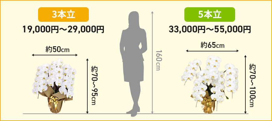 胡蝶蘭3本立と5本立の違い