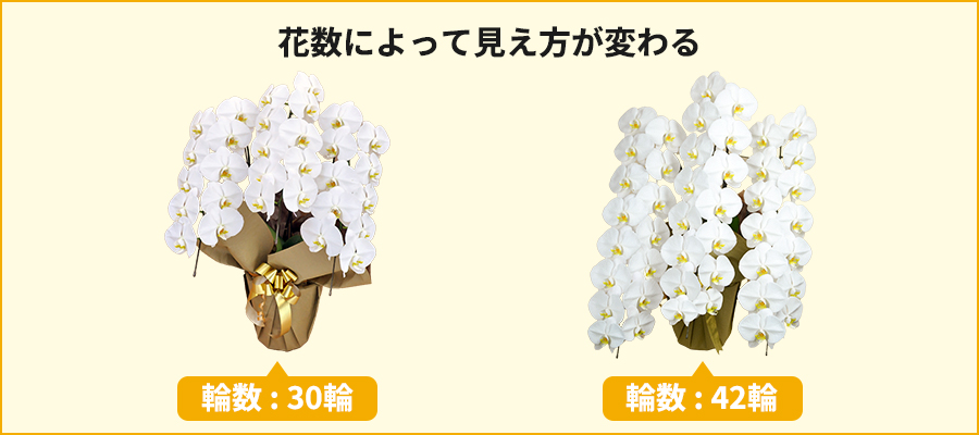 【きれいめファッション51選】上品さと清潔感をキープし 胡蝶蘭 取引中 生花 いやあ A 43輪 5本立 その他