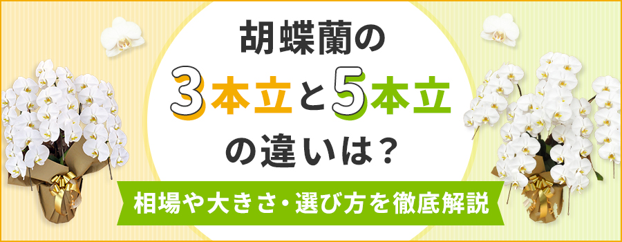 胡蝶蘭の3本立と5本立の違いは？