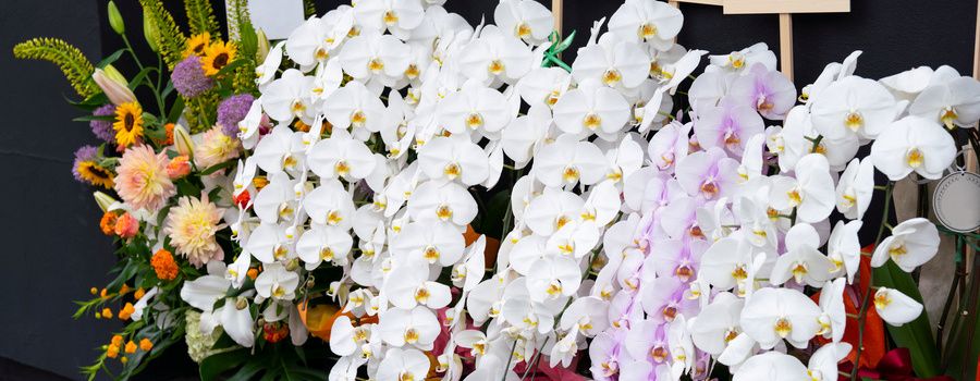 予算5万円の胡蝶蘭｜どんなシーンにふさわしい？