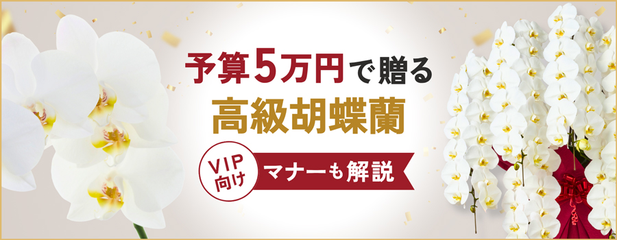 予算5万円で贈る高級胡蝶蘭