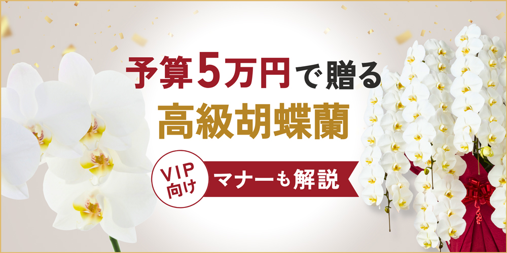 最上級の祝福を伝える、予算5万円の胡蝶蘭｜失礼にならないVIPマナーも 