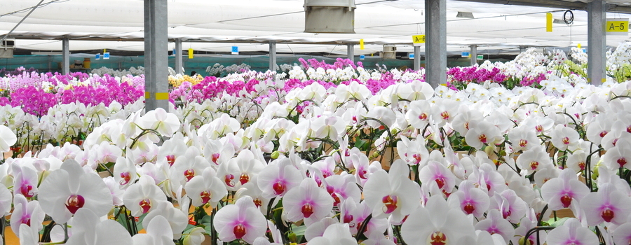 品質の良い胡蝶蘭を選ぶ｜産地直送ショップがおすすめ