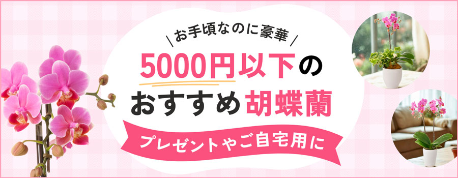 5000円以下のおすすめ胡蝶蘭