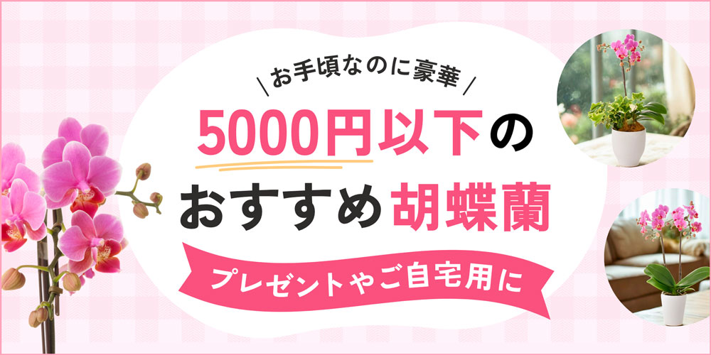 予算5000円以下で購入できる胡蝶蘭ガイド｜おすすめ4選と贈り方マナー
