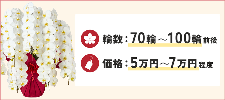 7本立ちの胡蝶蘭はどれくらいのボリューム？具体的な輪数と相場