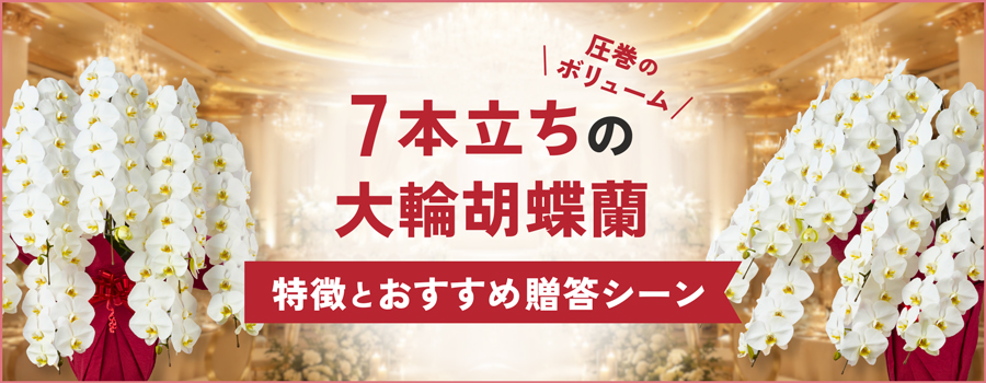 7本立ちの大輪胡蝶蘭　特徴とおすすめ贈答シーン