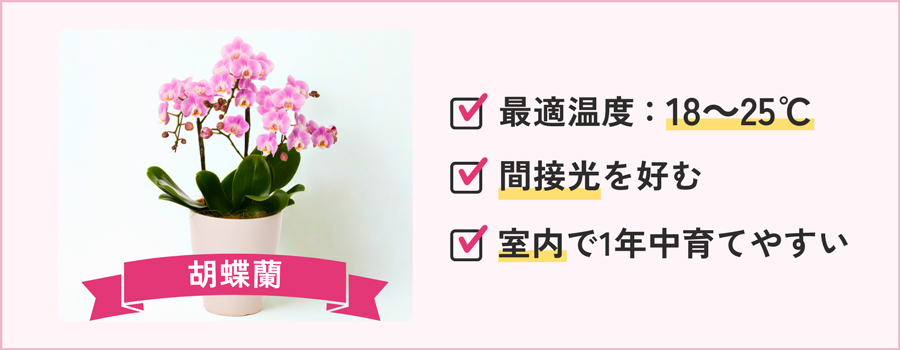胡蝶蘭｜人が心地いいと感じる温度が最適