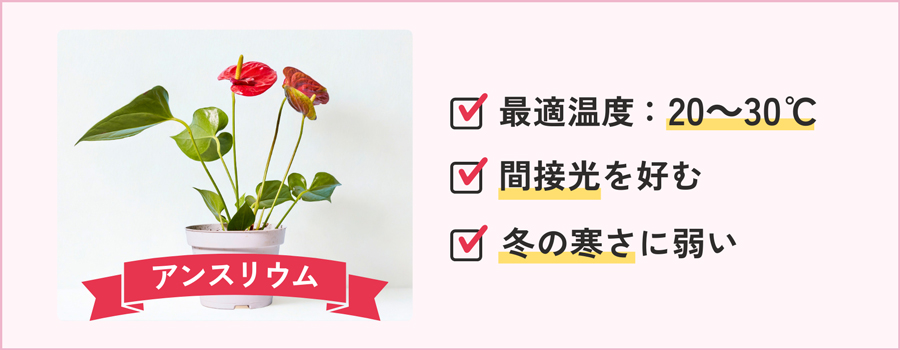 アンスリウム｜高温多湿を好み、冬場は傷みやすい