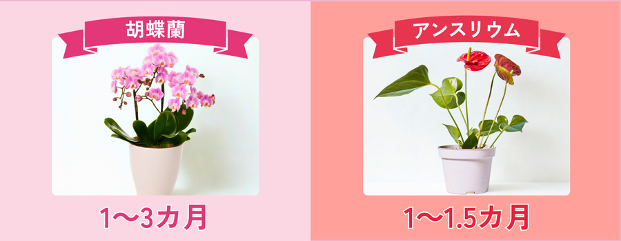 花持ちがいいのは胡蝶蘭とアンスリウムどっち？