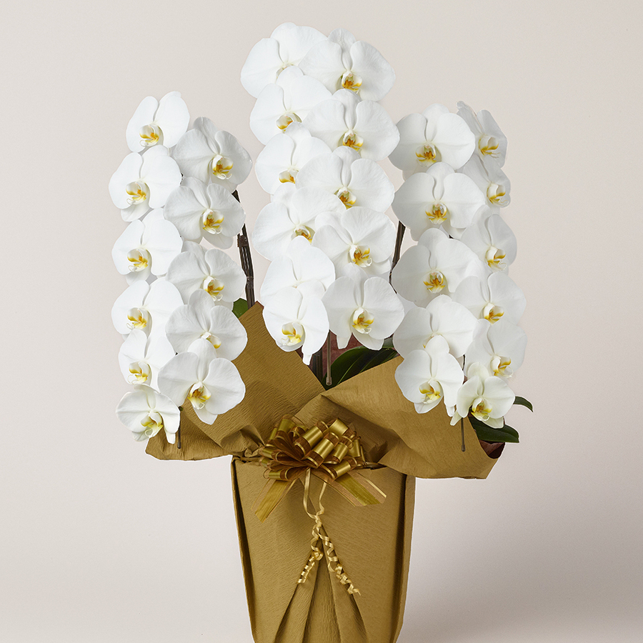 胡蝶蘭のサイズと色｜白の大輪3本立ちが最も定番