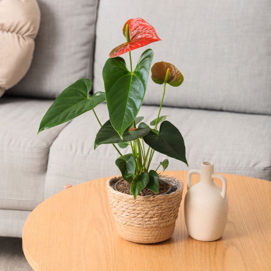 アンスリウムのサイズと色｜3号鉢の小ぶりなサイズが多い