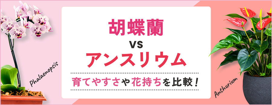 胡蝶蘭vsアンスリウム