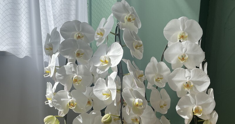 直射日光が与える悪影響