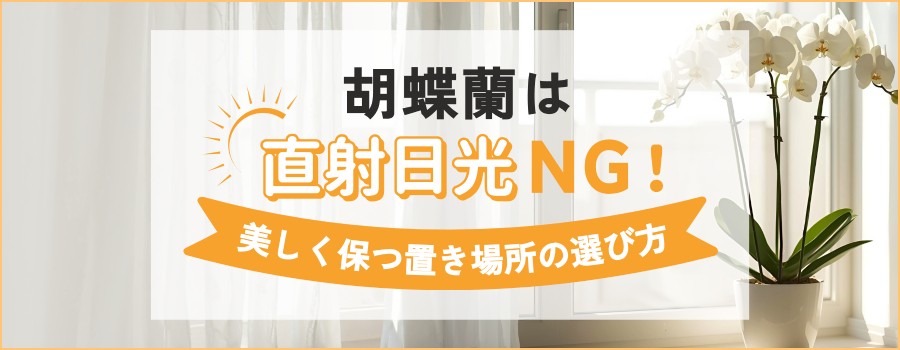 胡蝶蘭に直射日光はNG！