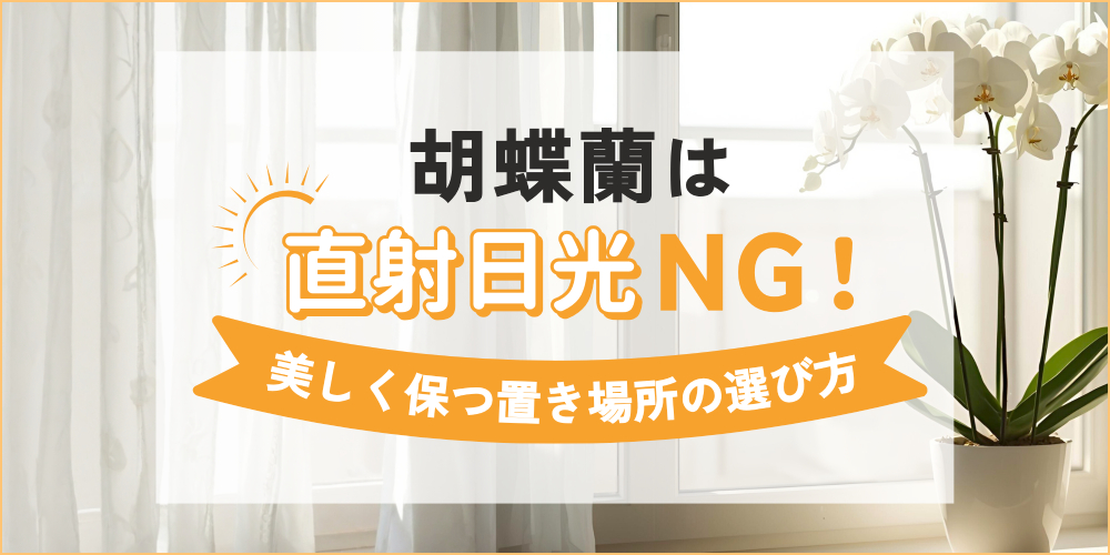 胡蝶蘭に直射日光はNG！失敗しない置き場所の選び方とは？