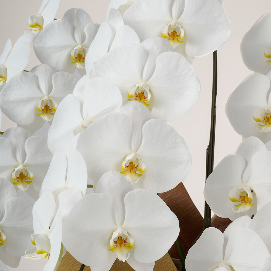 胡蝶蘭の花の特徴｜アーチ状に並ぶような咲き方