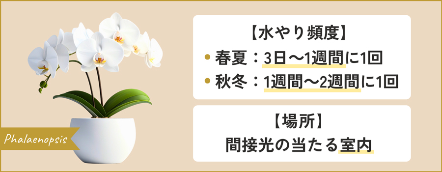 胡蝶蘭を育てるコツ｜直射日光の当たらない室内で管理