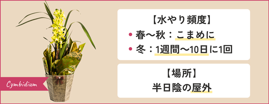 シンビジウムを育てるコツ｜真夏・真冬以外は屋外が最適