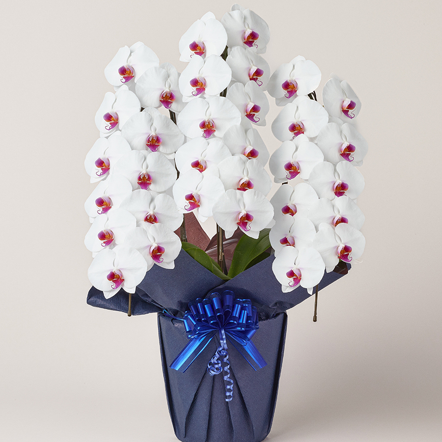 【胡蝶蘭】フォーマルな贈答品として1年中人気