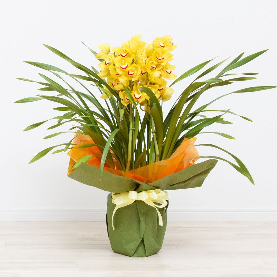 【シンビジウム】華やかさ重視の冬ギフト向き