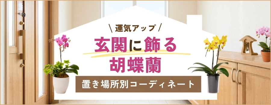 運気アップ！玄関に飾る胡蝶蘭　置き場所別コーディネート