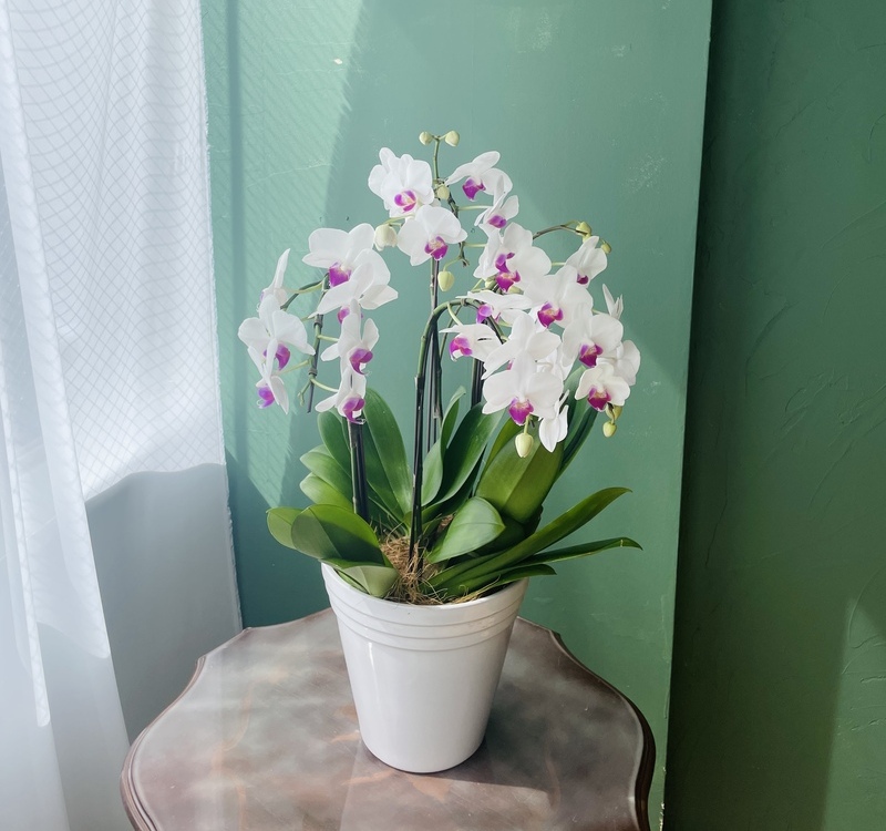 レースカーテン越しの窓際