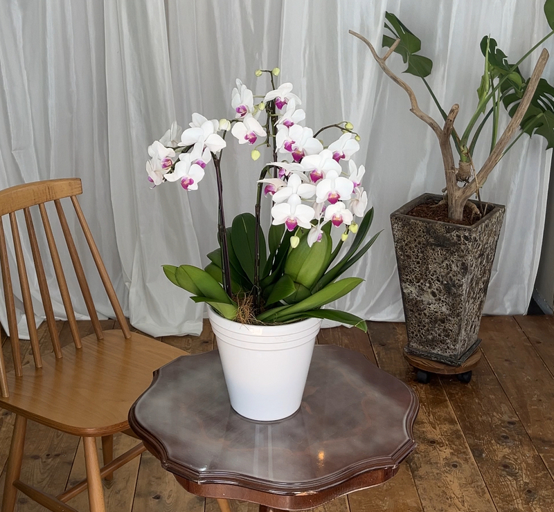 リビングのテーブルや棚の上