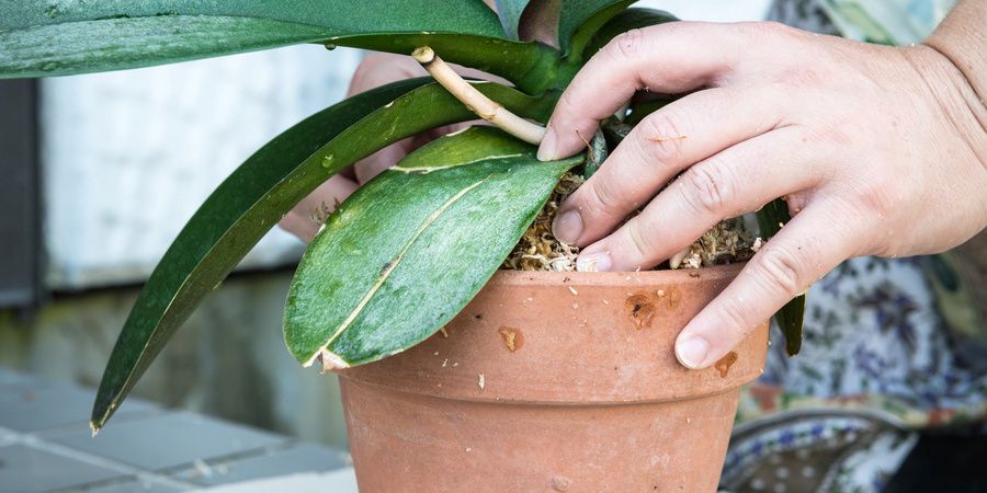 植え替えの際の鉢の選び方