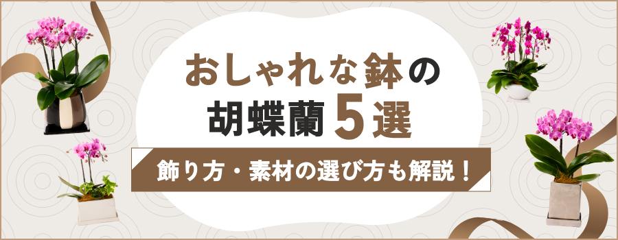 おしゃれな鉢の胡蝶蘭5選