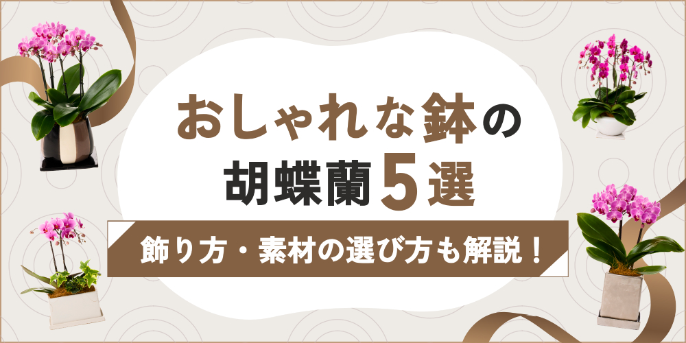 おしゃれな鉢の胡蝶蘭5選｜鉢の種類と選び方・飾り方